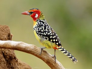 Bunter Vogel auf einem Ast