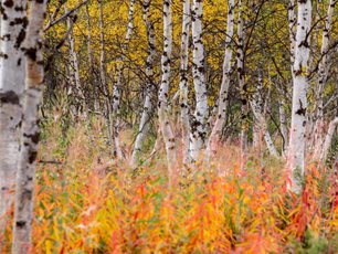 Junge Birken in einem herbstlichen Ambiente
