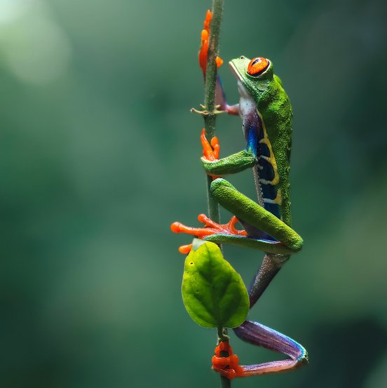 Rotaugenlaubfrosch klettern an einem Zweig hoch