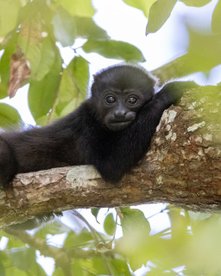 Costa Rica Reise - Fotoreise auf neuen Pfaden
