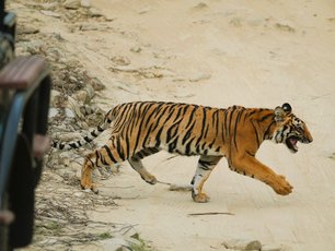 Tigerjunges rennt über die Straße