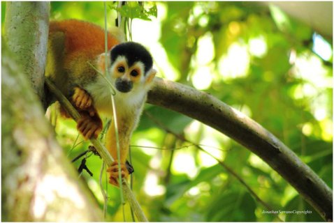 TotenkopfäffchenCosta Rica Rundreise 4 Wochen