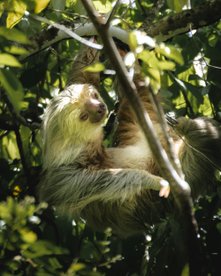 Rundreise Costa Rica 3 Wochen