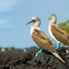 Zwei Blaufußtölpel auf einem Stein