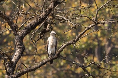 Ein subadulter Braunschwanzseeadler sitzt auf einem Ast