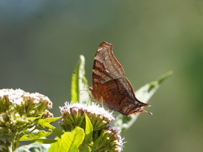 Schmetterling auf einer Blüte - Guatemala Highlights