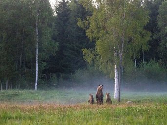 Bärenmutter mit Jungen stehen auf Waldlichtung