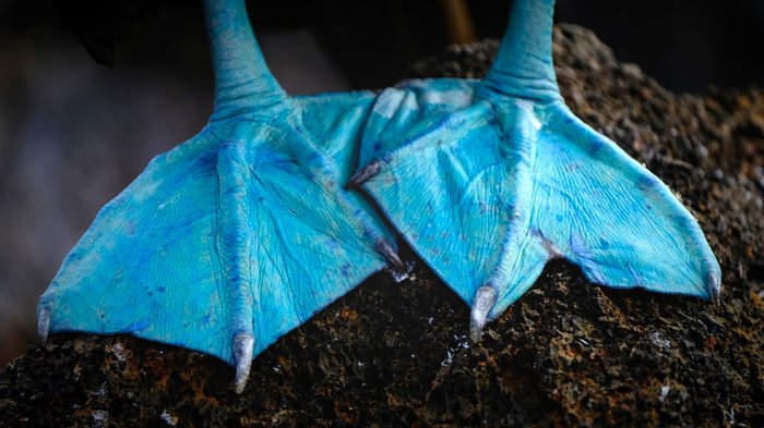 Blaue Füße des Blaufußtölpels in Galapagos