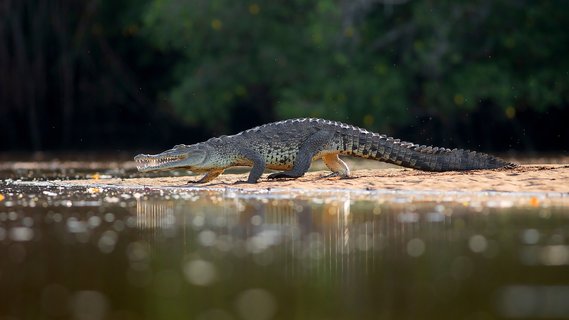 fotoreise costa rica - Krokodil