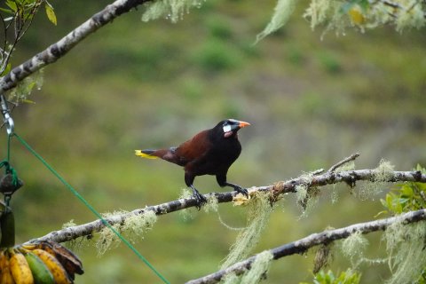 quetzal vogel - Vogel