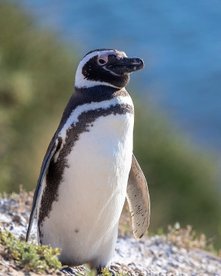 Magellan-Pinguin im Hintergrund das Meer