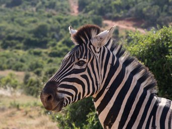 Zebra schaut in die Kamera