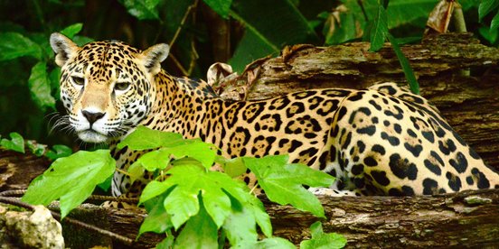 Jaguar