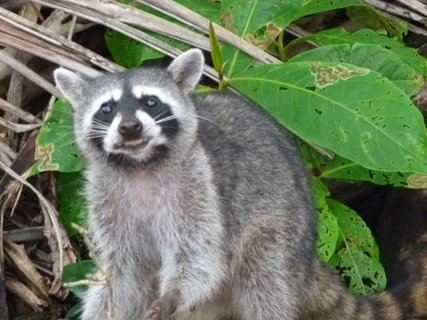 Waschbär Costa Rica Rundreise 4 Wochen