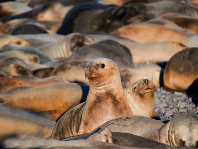 Seelöwenkolonie auf der Isla de Lorenzo