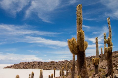 Bolivien Rundreise - Kakteen in der Salzwüste Uyuni