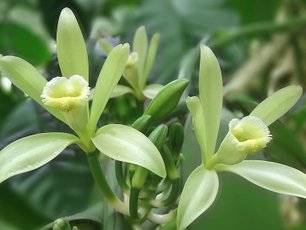 Vanille Blüte