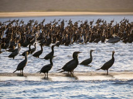A cormorant colony in puerto chale bay Magdalena Bay baja california sur, mexico