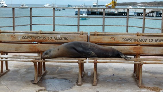 Ecuador Gruppenreise - Seelöwe schläft auf einer Bank