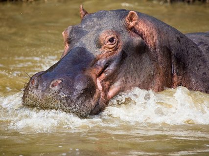 Hippopotamus (Hippopotamus amphibius). Isimangaliso Wetland Park (Greater St Lucia Wetland Park). KwaZulu Natal. South Africa