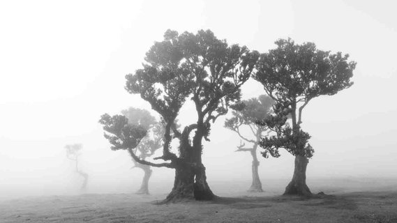 Schwarz-weiß-Fotografie von knorrigen Bäumen im Nebel auf Madeira