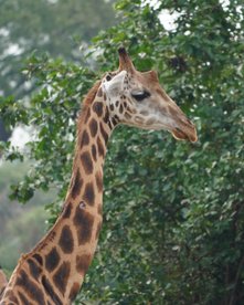 Giraffe vor einem Baum