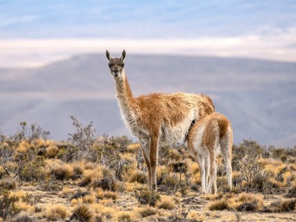 Patagonien Gruppenreise - Guanaco