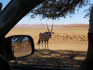 Durch das Beifahrerfenster kann man eine Oryxantilope beobachten