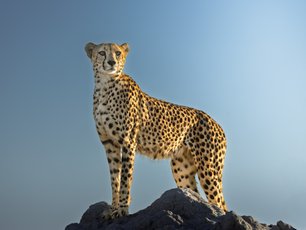 Gepard auf einem Felsen