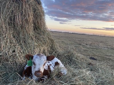 Kälbchen im Stoh Sonnenuntergang - Reisebericht Kanada