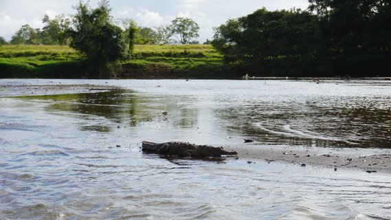 Costa Rica 21 Tage - Krokodil liegt auf Sandbank in Fluss
