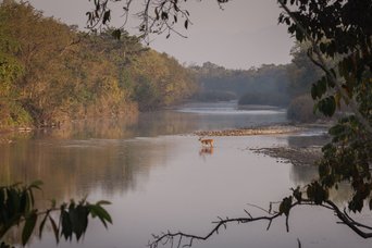 Axishirsch durchquert Fluss
