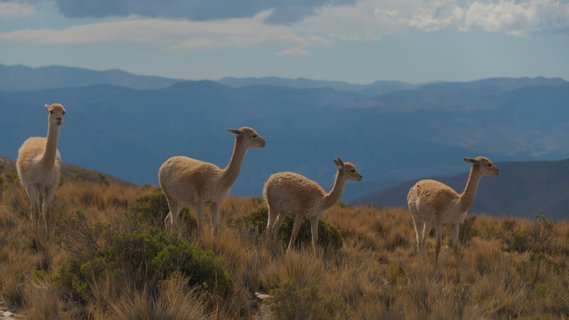 Argentinien Alpacas