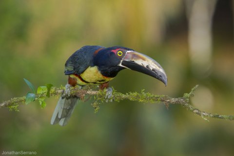 Tukan Costa Rica Rundreise 4 Wochen