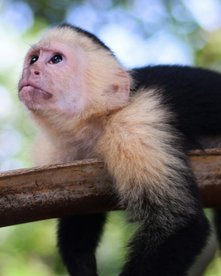 Kapuzineraffe relaxed auf einem Ast