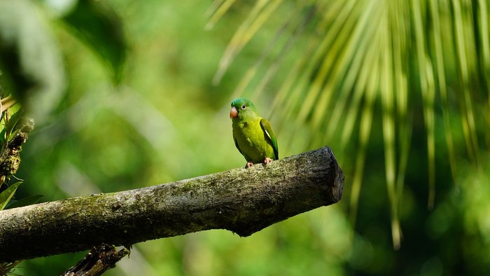 Grüner Vogel (Sittich/Papagei) auf einem Ast