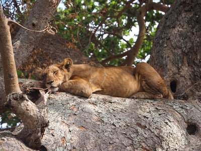 Löwin auf Baum schlafend - Uganda Highlights