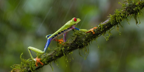 Grüner Frosch mit roten Augen läuft im Regen auf einem Ast entlang
