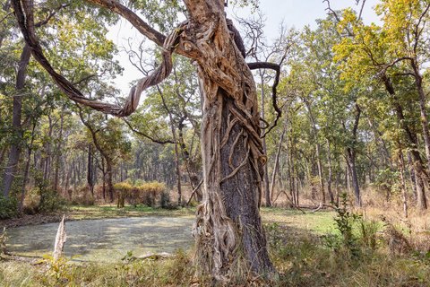 Eine Würgefeige umschlingt einen Baum
