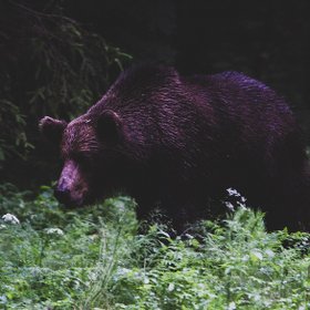 Braunbär im Baltikum schaut in die Kamera