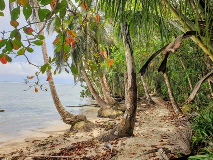 Costa Rica Karibik - Palmen am Strand 