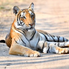 Tiger liegt auf einer Straße
