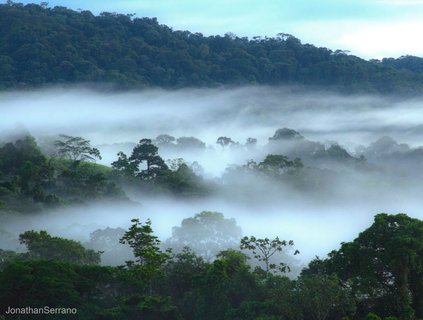 Osa Halbinsel - nebliger Wald