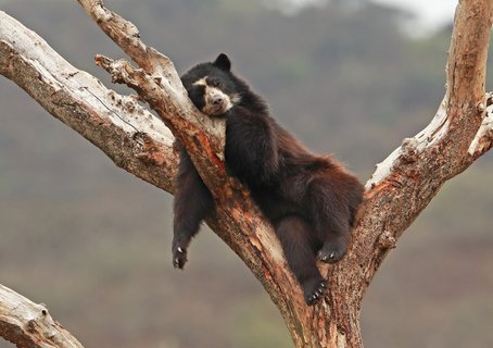 Spectacled Bear (Tremarctos ornatus) adult asleep in tree at rehabilitation centreChaparri, Peru                      February