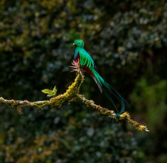 Costa Rica Wanderreise - Quetzal