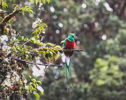 Osa Halbinsel - Quetzal auf einem Ast