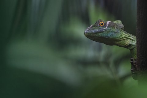 Costa Rica Basilisk