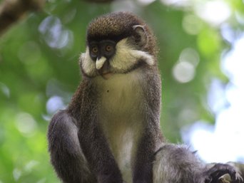 Rotschwanzmeerkatze Nahaufnahme