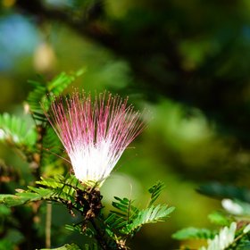 Pinke Blüte an einem Baum