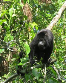 Brüllaffe im Belize Zoo